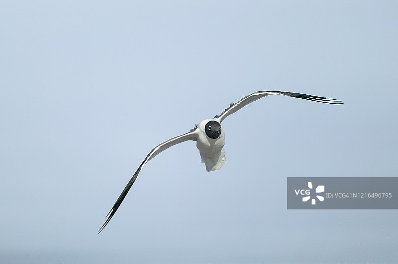费城鸥图片素材