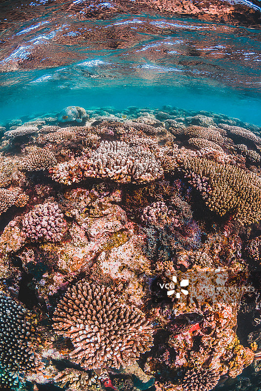 热带蓝色水域中的彩色硬珊瑚礁图片素材
