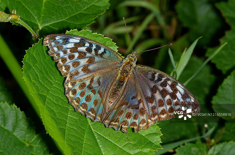 银洗蛱蝶图片素材