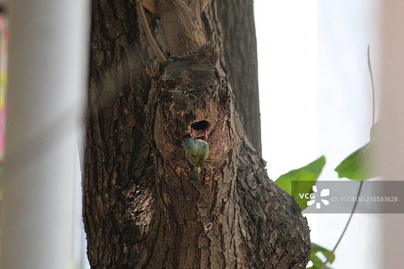 绯胸拟啄木鸟鸟巢图片素材