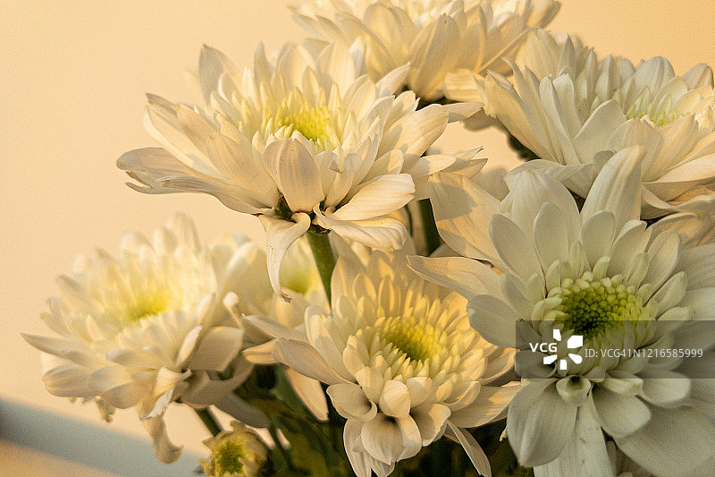 白色花朵与阳光图片素材