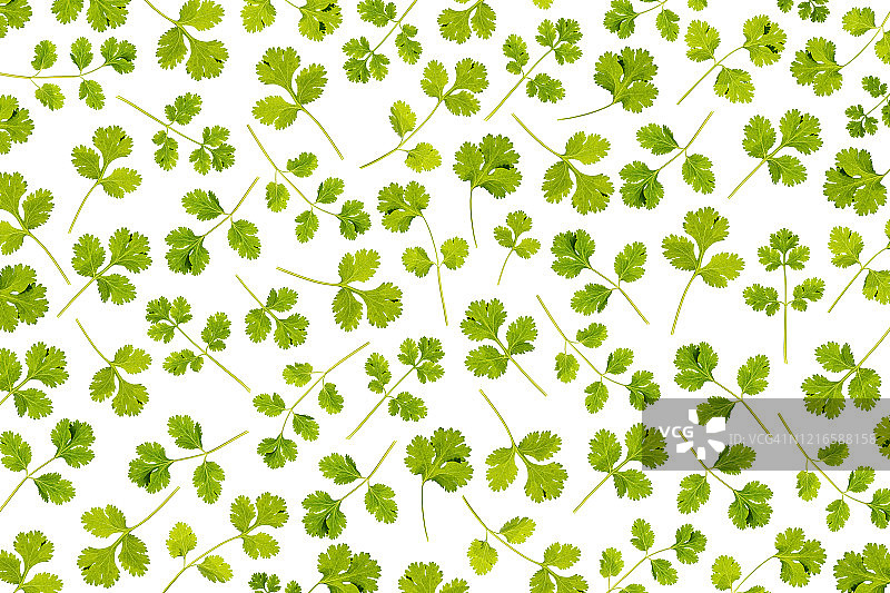 香菜叶背光图案图片素材