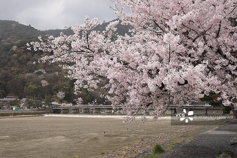 京都岚山地区的盛开樱花与渡月桥图片素材