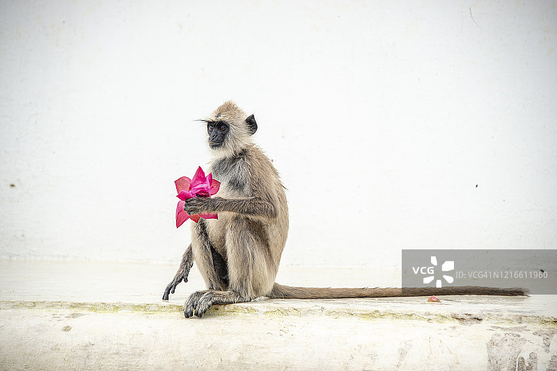 坐在地上吃莲花的亚洲猴子，斯里兰卡米欣泰图片素材