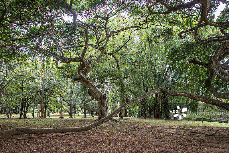 佩拉德尼亚国家植物园的爪哇榕图片素材
