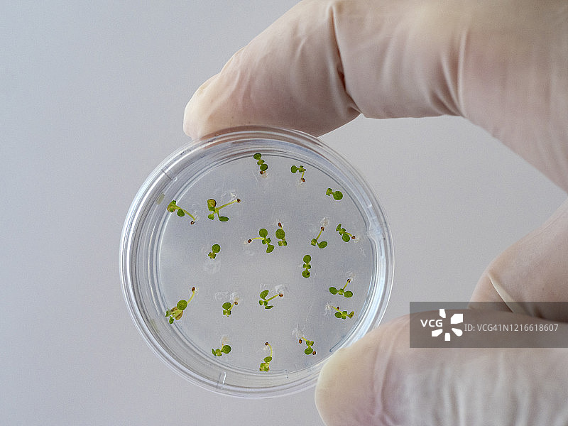 在含有抗生素的凝胶MS培养皿中发芽的种子。带有拟南芥突变幼苗的培养皿。西班牙图片素材