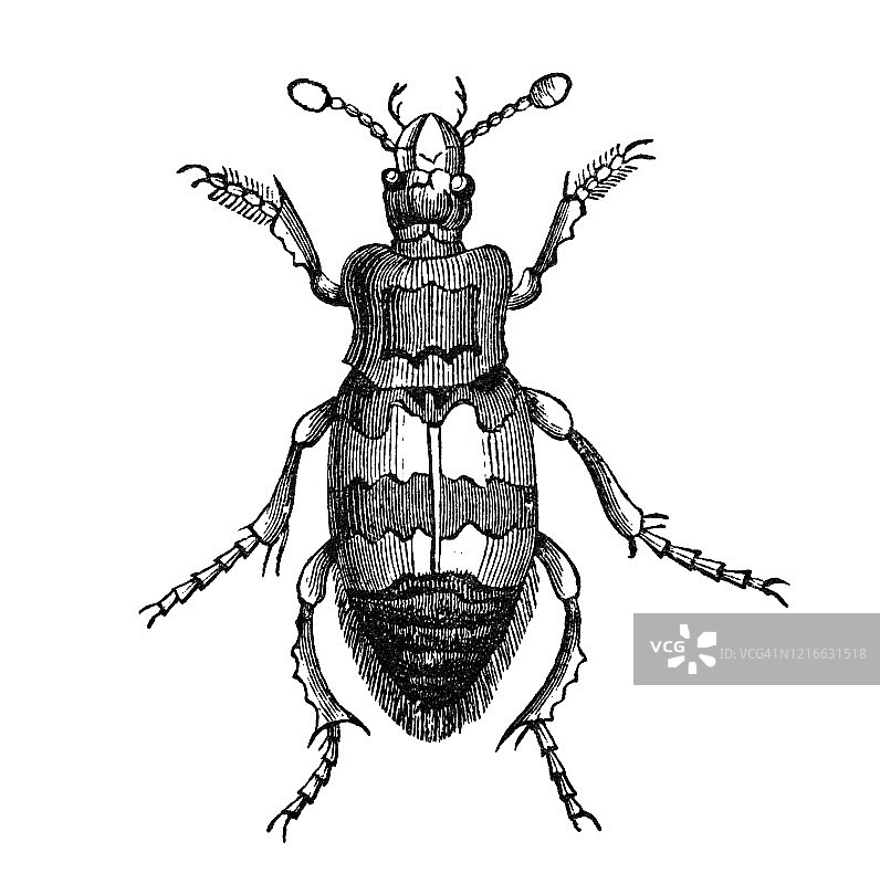 埋葬甲虫昆虫学古董雕刻插图图片素材