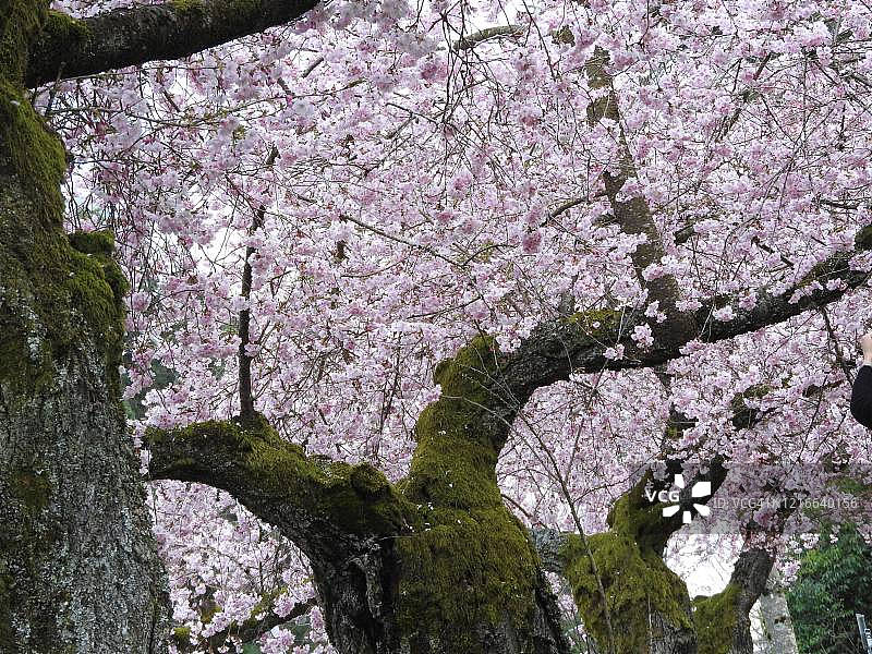 樱花的树图片素材