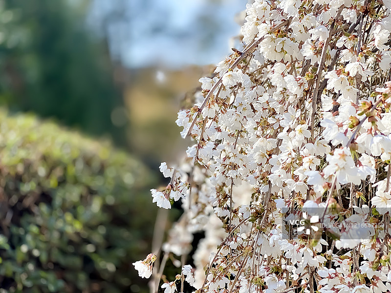 早开的垂枝樱花树图片素材