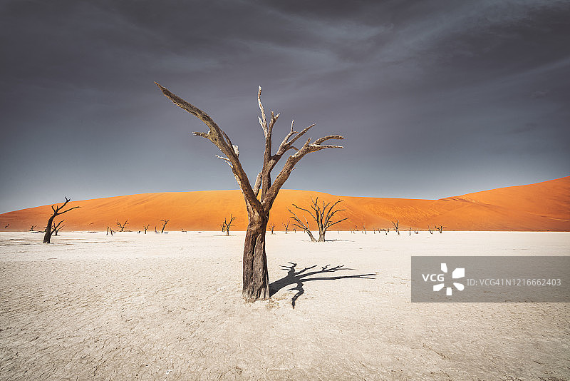 纳米比亚死亡谷的枯树图片素材