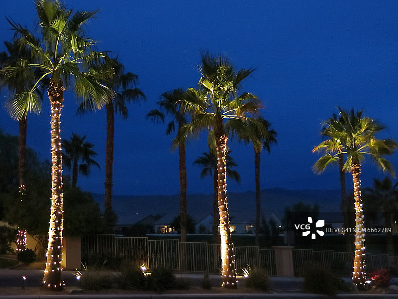 用圣诞灯点亮的三棵棕榈树图片素材
