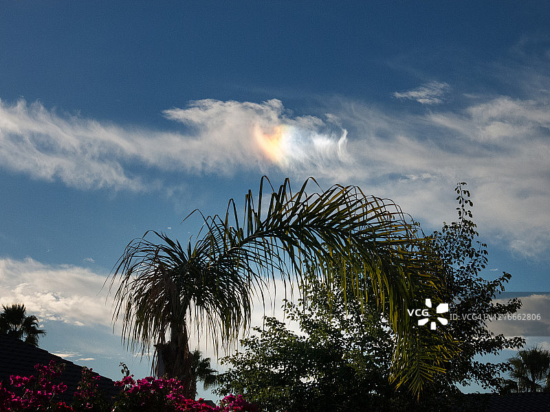 棕榈叶上方的假日彩虹图片素材