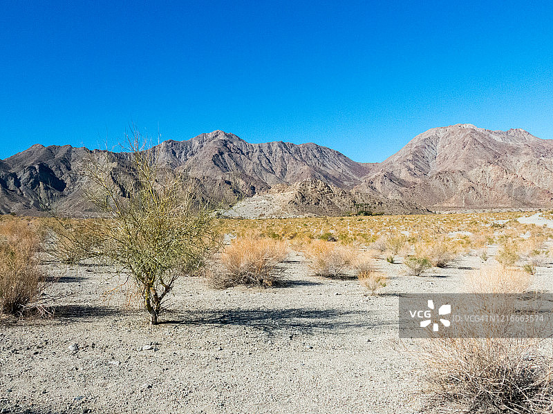 拉昆塔沙漠环境中的一棵树图片素材