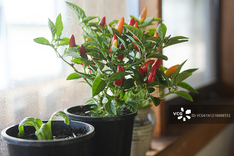 室内蔬菜种植图片素材