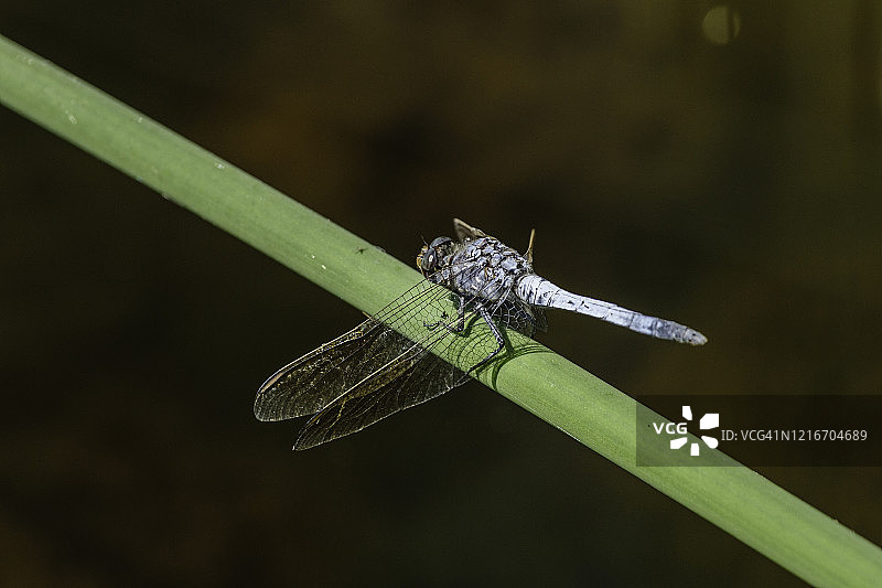 蓝蜻蜓栖息在沙利文溪边图片素材