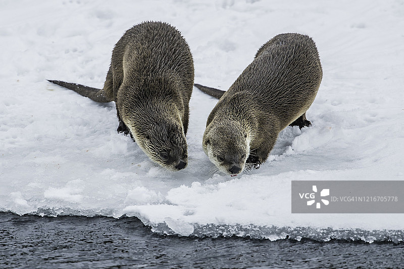 北美水獭：黄石国家公园冬季雪景图片素材