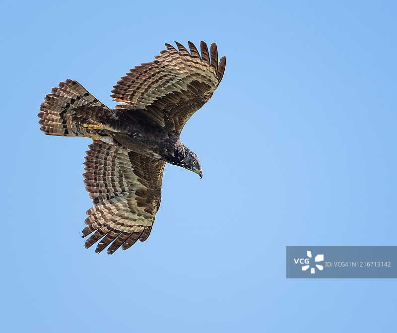 泰国飞行的东方蜜蜂鹰图片素材