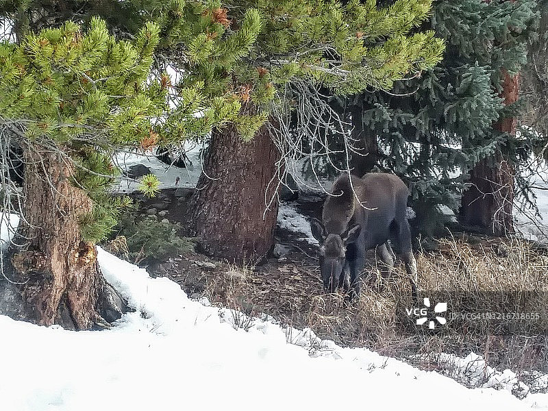 科罗拉多州冬季的驼鹿图片素材