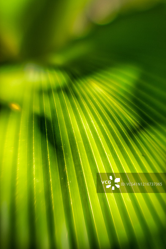 虚化的棕榈叶特写图片素材