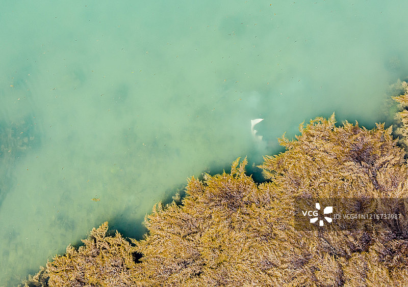 热带蓝色海水中海藻和鲨鱼尾巴的航拍视角图片素材