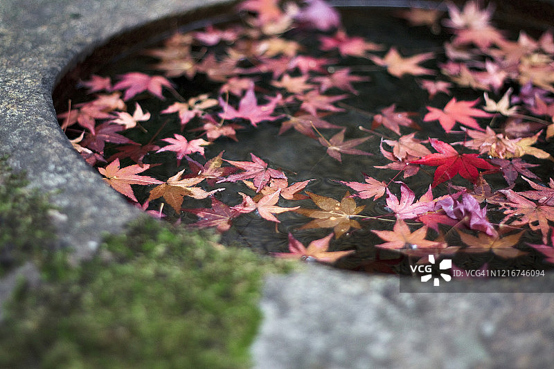 石制水盆中掉落的日本枫叶图片素材