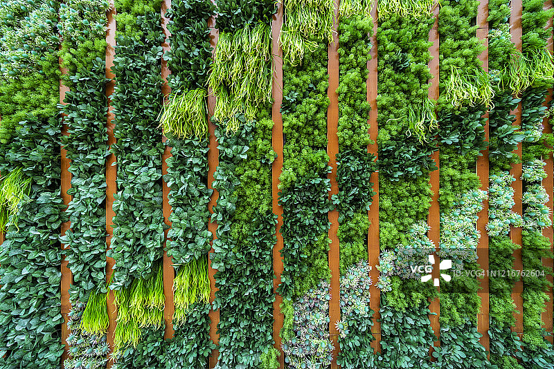 植物装饰的墙壁全画幅照片图片素材