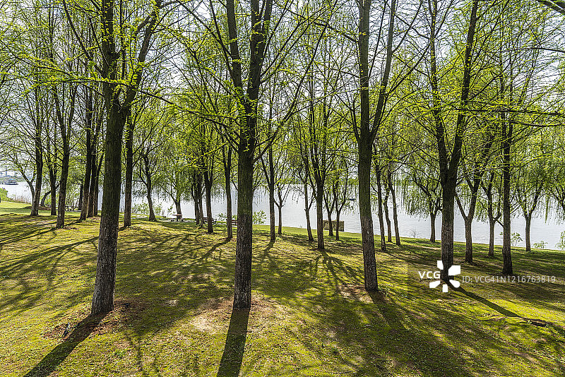 河畔公园中的绿树图片素材