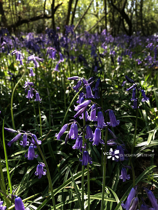 斑驳林地中的蓝铃花 1图片素材