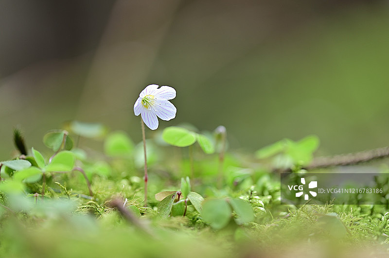 欧洲酢浆草图片素材