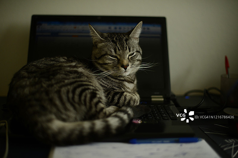 猫咪躺在笔记本电脑上图片素材