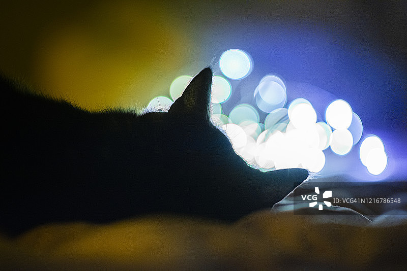 猫咪的影子和彩色LED灯图片素材