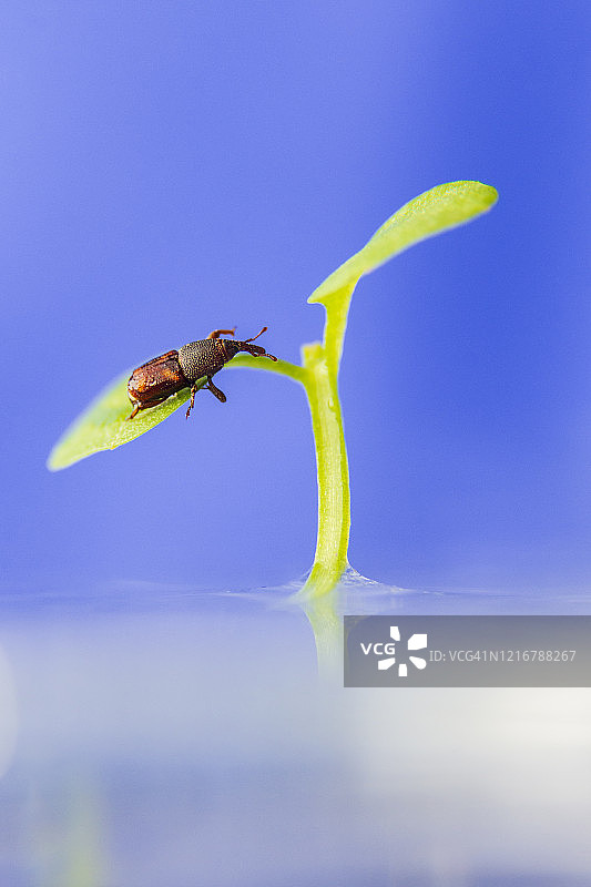 象鼻虫图片素材