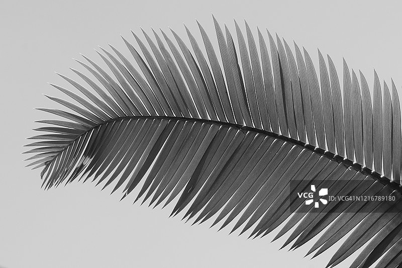 黑白棕榈叶与白色背景图片素材