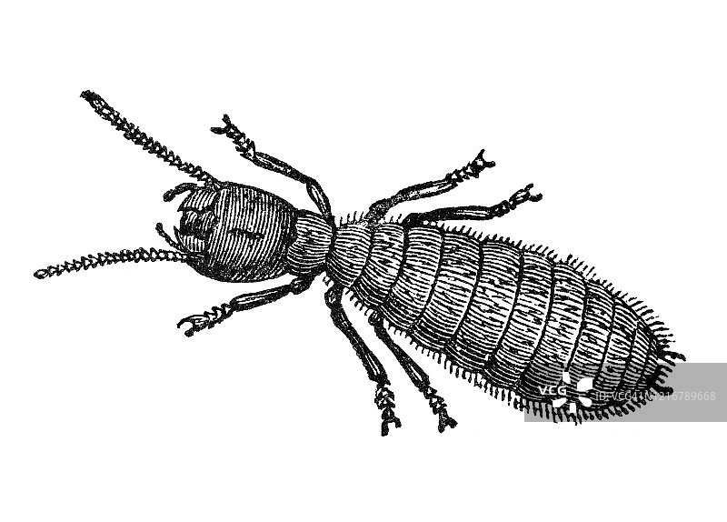 旧版白蚁雕刻插画图片素材