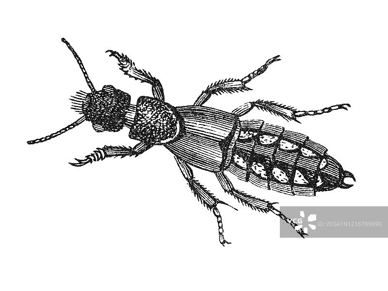 隐翅虫昆虫学古老雕刻插图。1894年出版的流行百科全书中的古董插图。图片素材