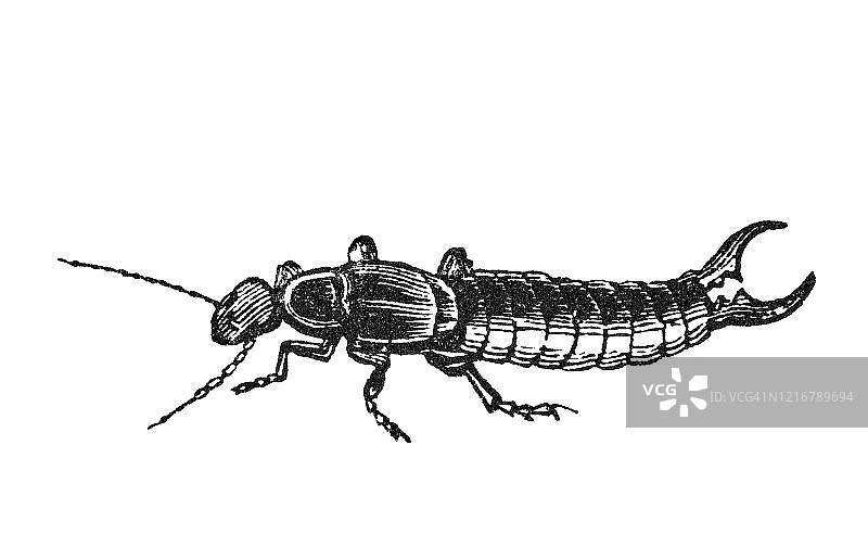 蠼螋昆虫古董雕刻插图，1894年百科全书图片素材