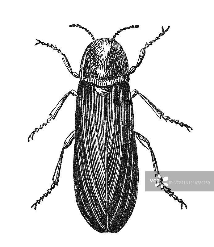 萤火虫早期雕刻插图图片素材