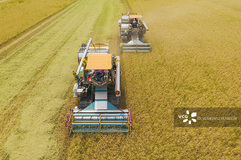 联合收割机在茉莉香米稻田作业的航拍正面图：食品科技或农业背景图片素材