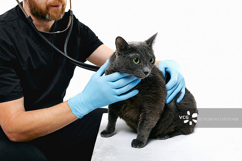 兽医用听诊器检查白色背景上的猫图片素材
