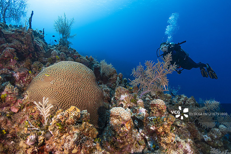 脑珊瑚(Diploria labyrinthiformis)和潜水员图片素材
