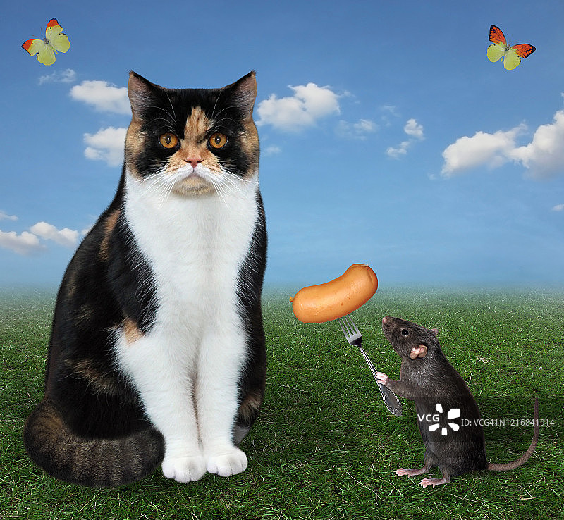 老鼠用香肠招待猫图片素材