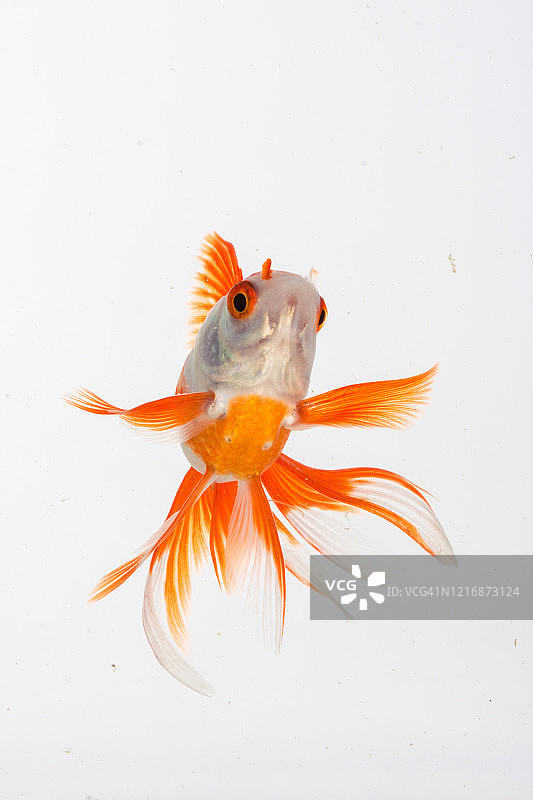 在印度尼西亚游泳的金鱼肖像图片素材