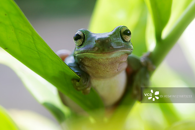 坐在植物上的华莱士飞蛙画像，印度尼西亚雅加达图片素材
