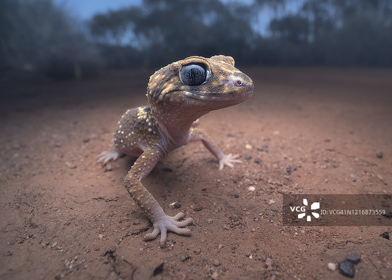 吠叫壁虎（米利氏拟澳蜥）的肖像，澳大利亚维多利亚州马利地区图片素材