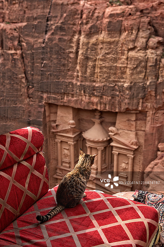 猫咪坐在座位上俯瞰约旦佩特拉古城图片素材