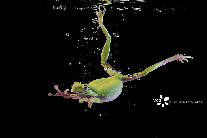 水下游泳的白唇蛙，印度尼西亚图片素材