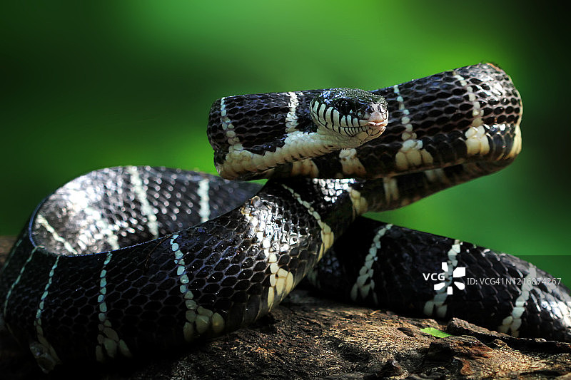 准备攻击的蛇（印尼）图片素材