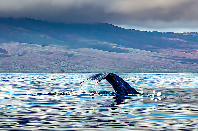 座头鲸尾叶，毛伊岛，夏威夷，美国图片素材