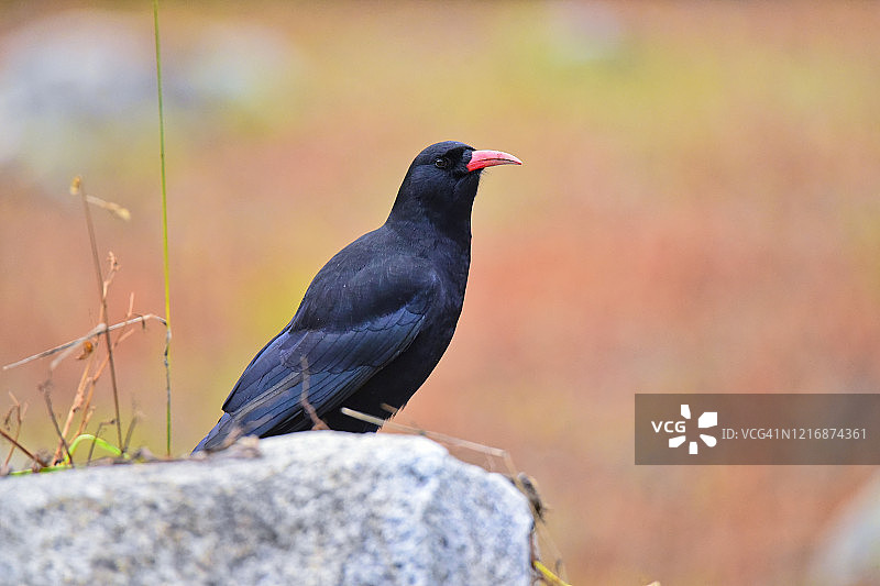 红嘴山鸦的岩石肖像，印度图片素材