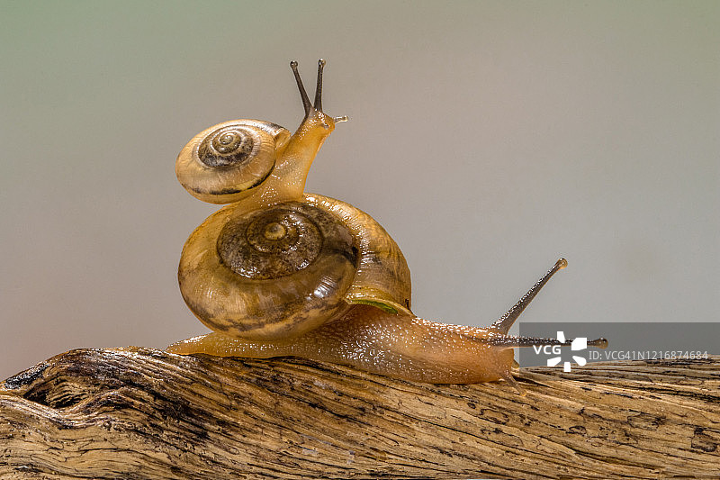 印度尼西亚的两只小蜗牛图片素材